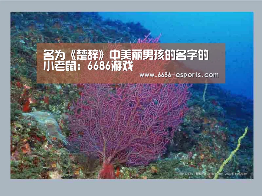 名为《楚辞》中美丽男孩的名字的小老鼠:6686游戏(图3) 6686热点
